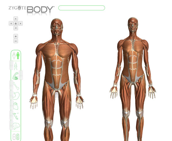Zygote Body Google Body Browser Anatomy 3d atlas