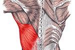 Latissimus dorsi muscle