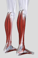 Calf Muscles Anatomy Gastrocnemius Soleus Training