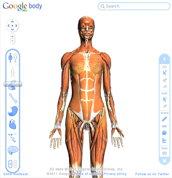 3d man anatomy